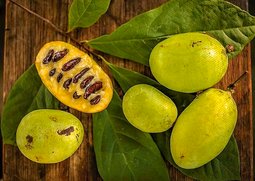 PAW PAW - ASIMINA TRILOBA